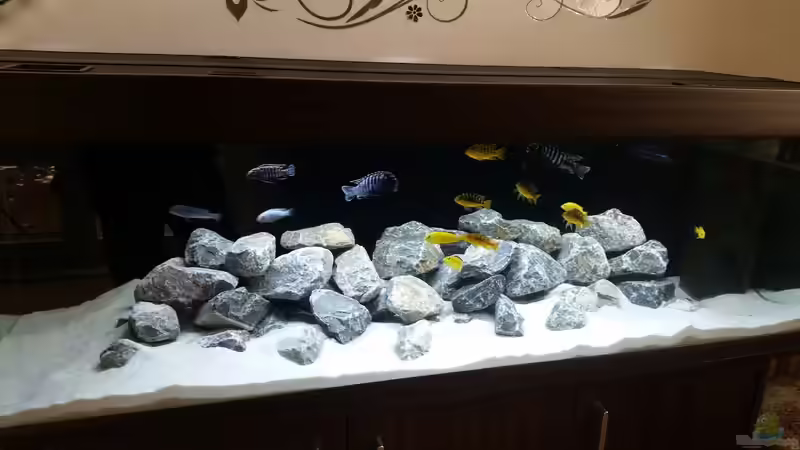Aquarium Malawibecken von 210483 (2)