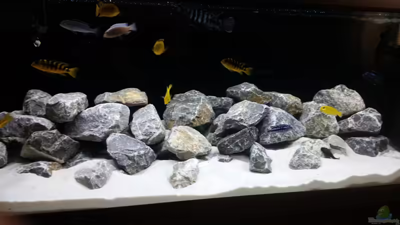 Aquarium Malawibecken von 210483 (3)