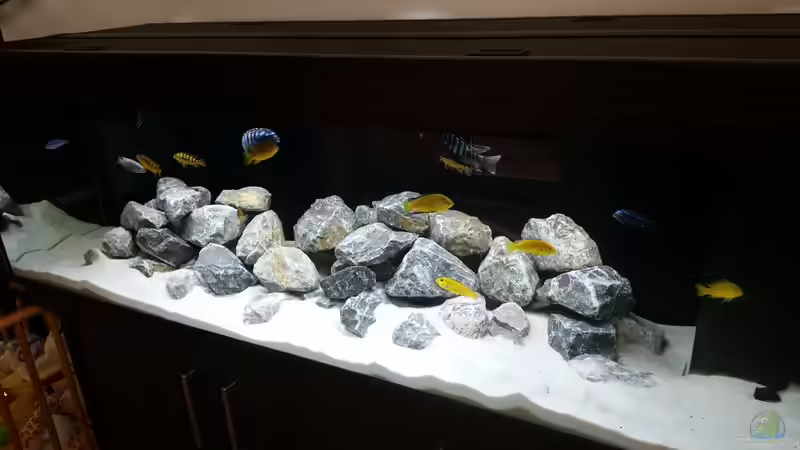 Aquarium Malawibecken von 210483 (4)