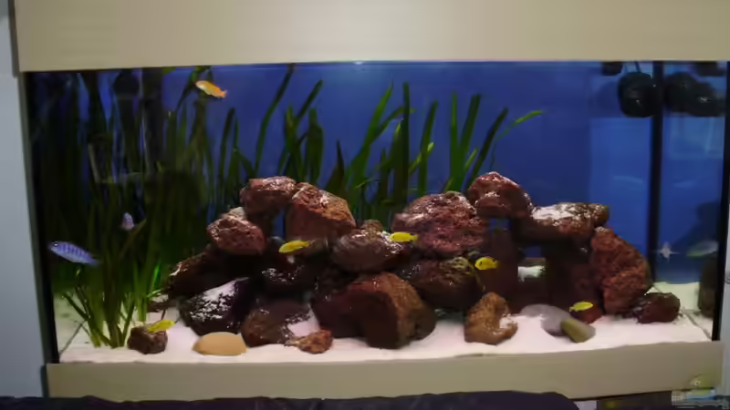 Aquarium Malawibecken von Bauzel (2)