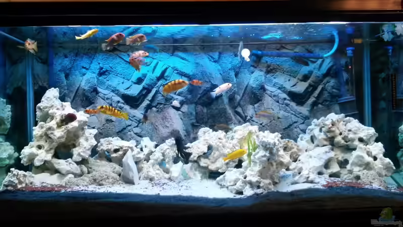 Aquarium Malawibecken von Flora15 (2)