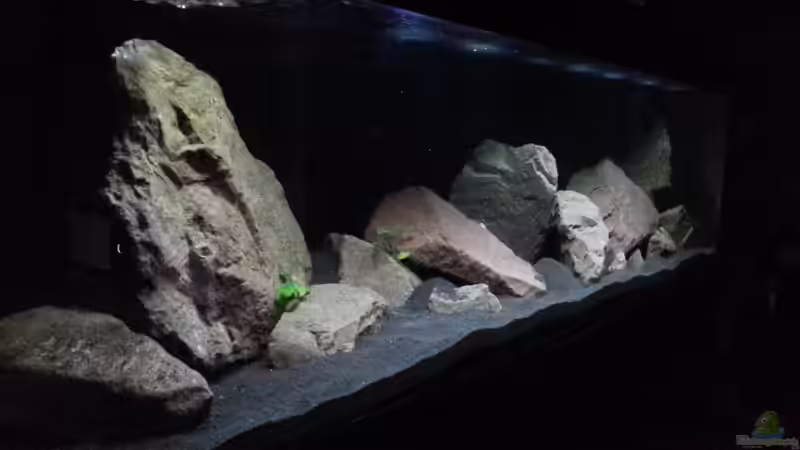 Aquarium Malawibecken von Jü (3)