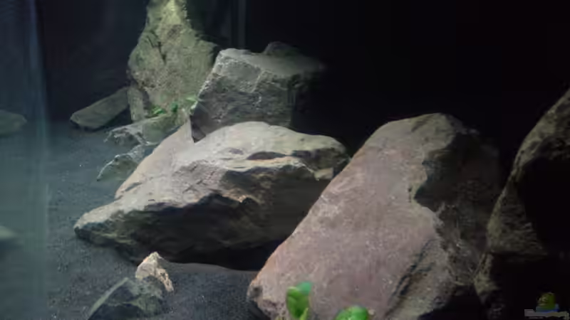 Aquarium Malawibecken von Jü (4)