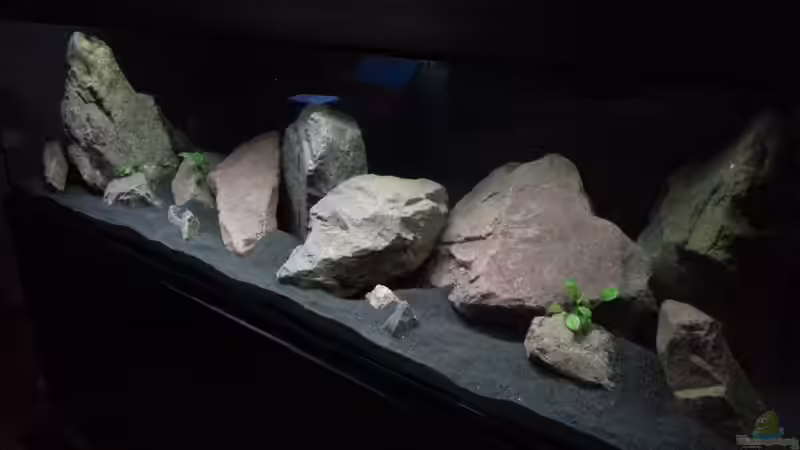Aquarium Malawibecken von Jü (5)