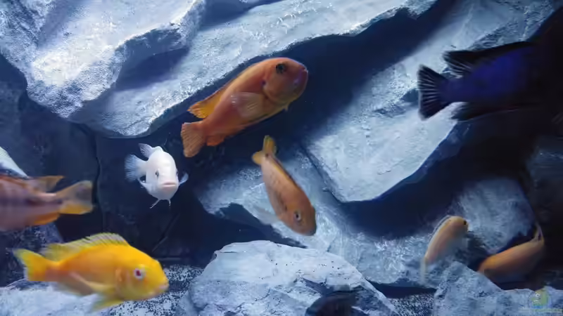 Aquarium Malawibecken von Mirko Zeisse (15)