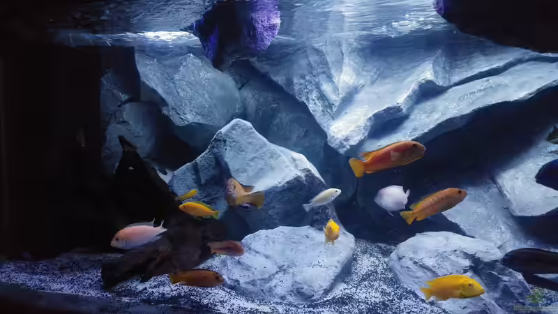 Aquarium Malawibecken von Mirko Zeisse (16)