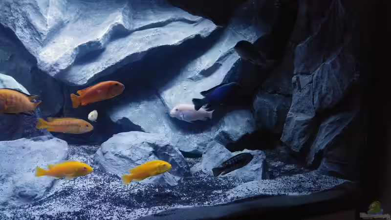 Aquarium Malawibecken von Mirko Zeisse (17)