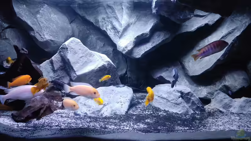 Aquarium Malawibecken von Mirko Zeisse (18)