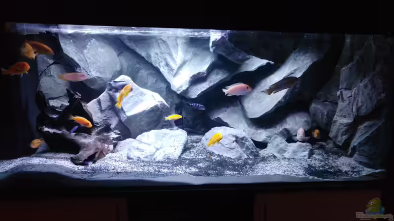 Aquarium Malawibecken von Mirko Zeisse (19)