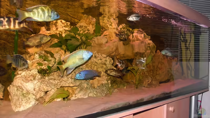 Aquarium Malawibecken von mr.boomBASCHTIc (3)