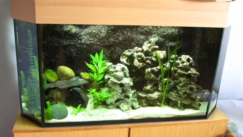 Aquarium Malawibecken von William (2)