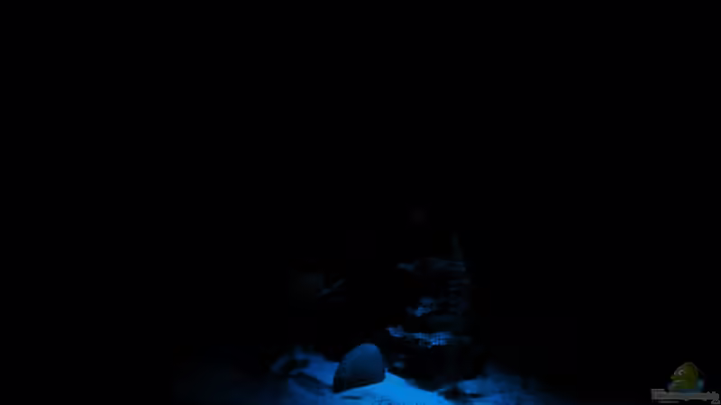 Aquarium Malawibecken von William (3)