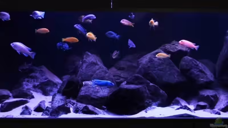 Aquarium Malawibiotop - 1.400 Liter von Cariba (5)