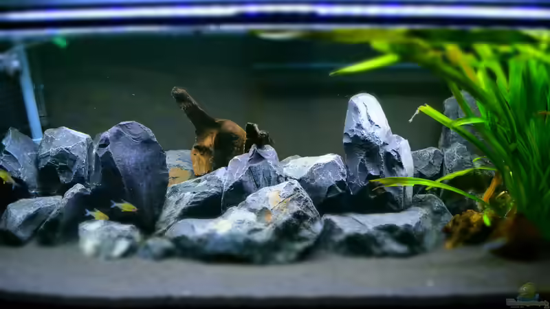 Aquarium Malawibottich von Bowa (3)