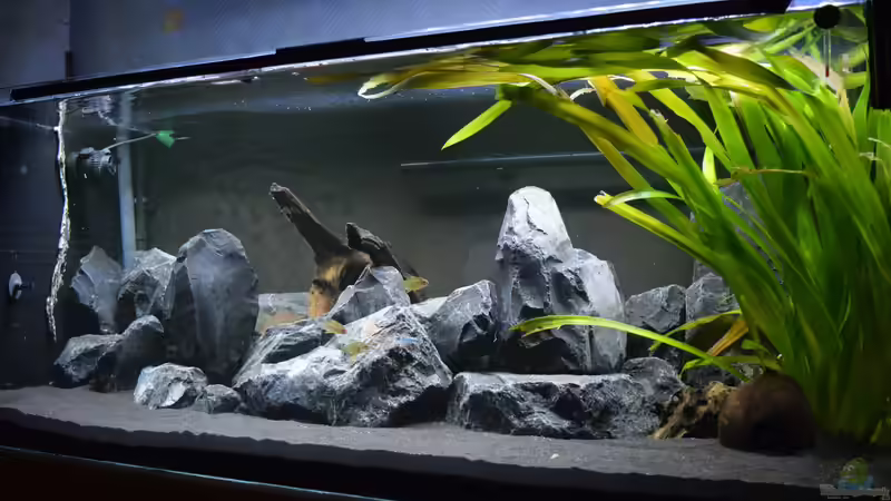Aquarium Malawibottich von Bowa (4)