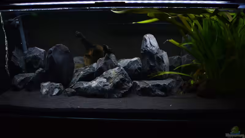 Aquarium Malawibottich von Bowa (5)