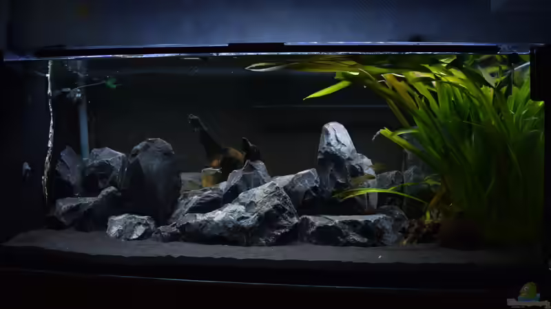 Aquarium Malawibottich von Bowa (7)