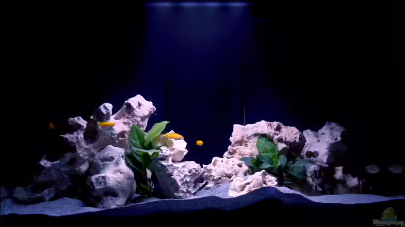 Aquarium MALAWIDREAM von mawil (3)