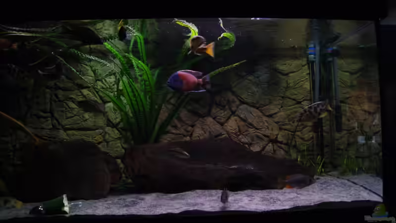 Aquarium Malawimix von Sascha G. (2)