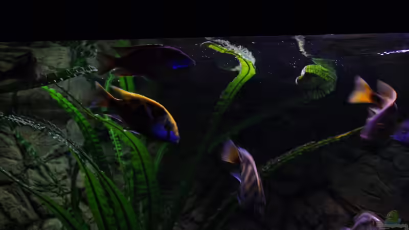 Aquarium Malawimix von Sascha G. (3)