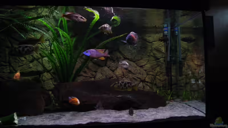 Aquarium Malawimix von Sascha G. (4)