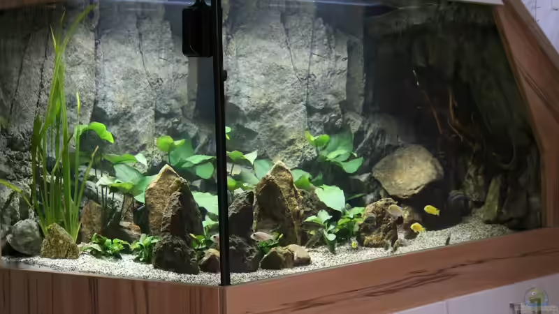 Aquarium Malawis Cave von Markus Maier (2)