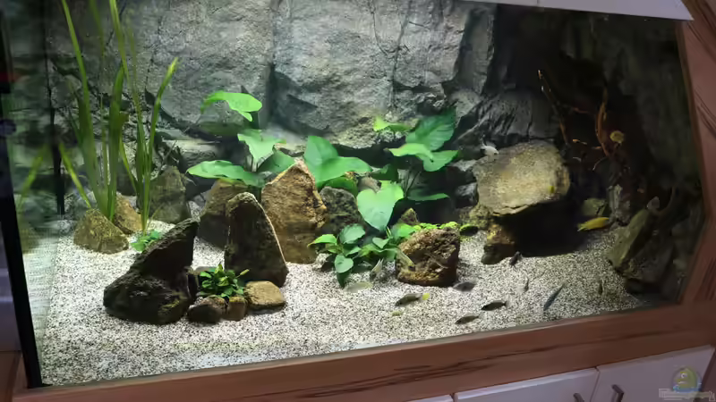 Aquarium Malawis Cave von Markus Maier (4)