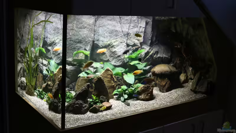 Aquarium Malawis Cave von Markus Maier (5)