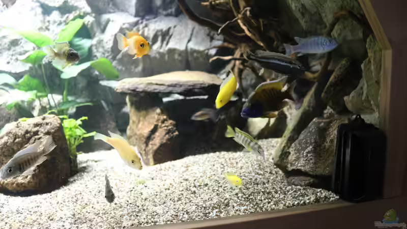 Aquarium Malawis Cave von Markus Maier (6)
