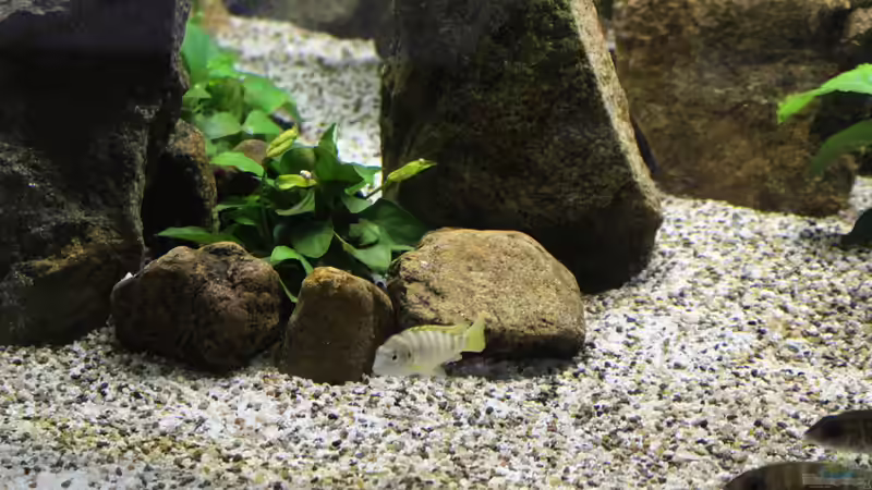 Aquarium Malawis Cave von Markus Maier (7)