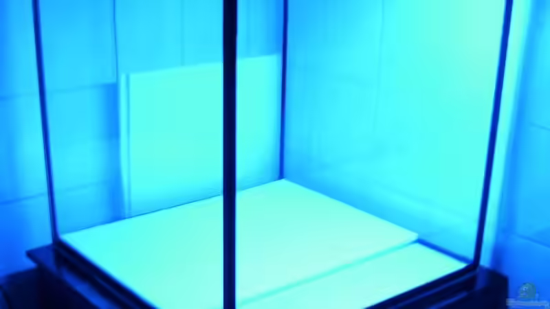 Aquarium Malawis im Korallenbecken von PeterH (2)