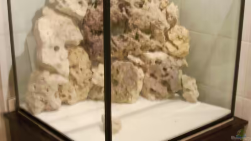 Aquarium Malawis im Korallenbecken von PeterH (3)