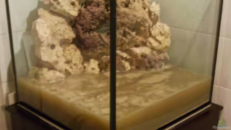 Aquarium Malawis im Korallenbecken von PeterH (4)