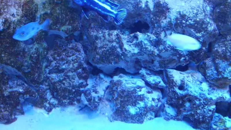 Aquarium Malawis im Korallenbecken von PeterH (9)