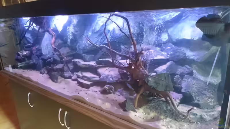 Aquarium Malawi´s Playground von Tobias Summerer (20)