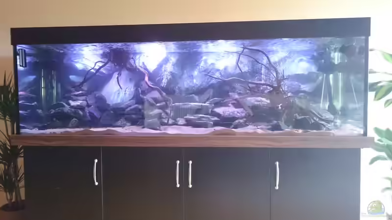 Aquarium Malawi´s Playground von Tobias Summerer (25)