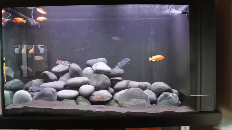 Aquarium Malawisee Becken von raho (2)