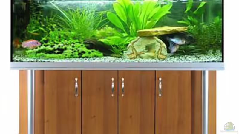 Aquarium Malawitank von pennywise (2)