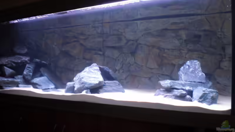 Aquarium Malawitank von pennywise (3)