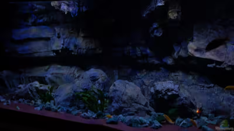 Aquarium Malawitraum ( Umdekoriert ) von Frank Hopp (14)