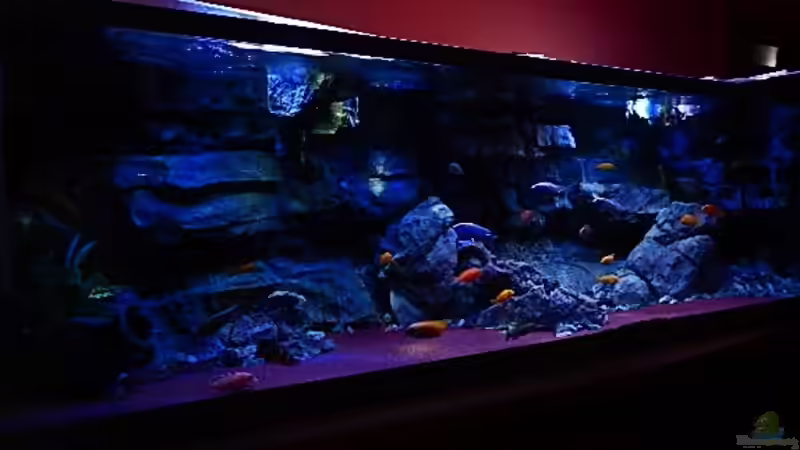 Aquarium Malawitraum ( Umdekoriert ) von Frank Hopp (16)