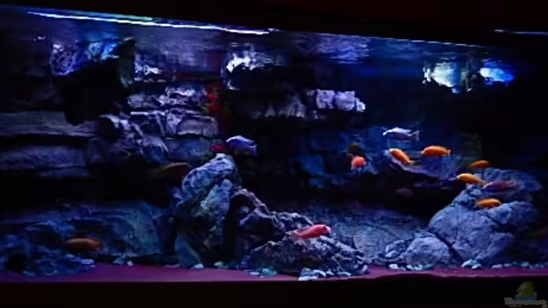 Aquarium Malawitraum ( Umdekoriert ) von Frank Hopp (17)