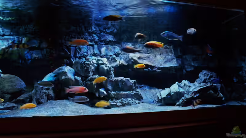 Aquarium Malawitraum ( Umdekoriert ) von Frank Hopp (19)