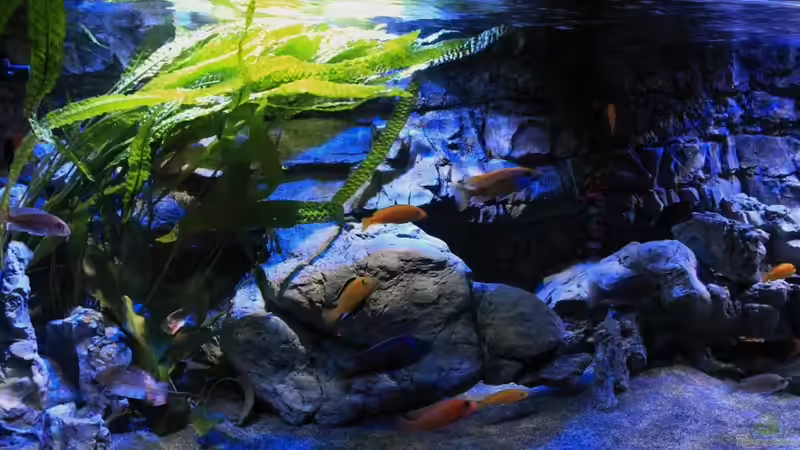 Aquarium Malawitraum ( Umdekoriert ) von Frank Hopp (20)