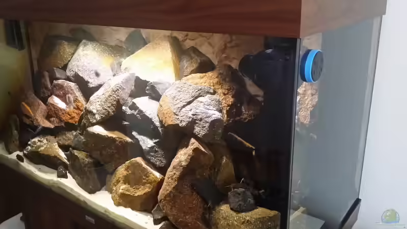 Aquarium Malawitraum von Christian Büttcher (2)