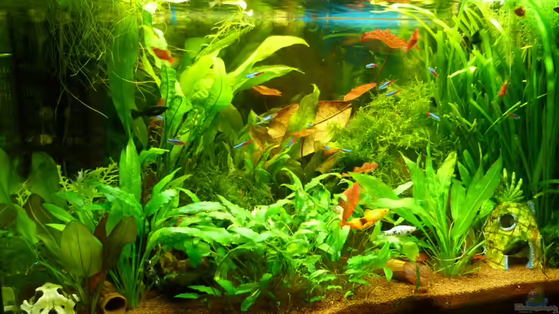 Aquarium Manni  Rio 125 von Manfred Feinhals (2)
