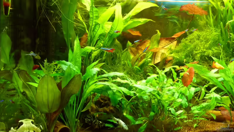 Aquarium Manni  Rio 125 von Manfred Feinhals (3)