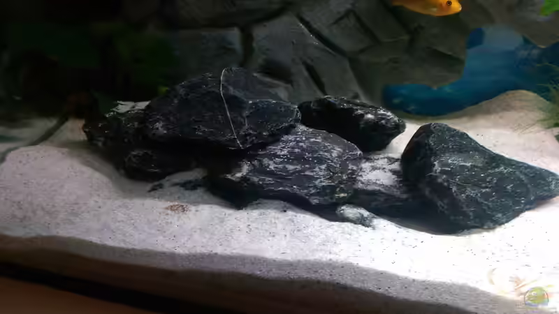 Aquarium Mannis Malawiwelt von Balian (2)