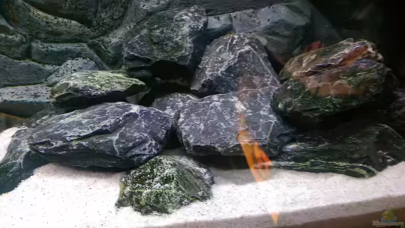 Aquarium Mannis Malawiwelt von Balian (3)