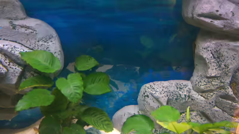 Aquarium Mannis Malawiwelt von Balian (4)